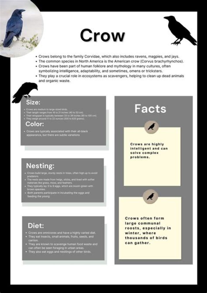 Counting Crows Facts