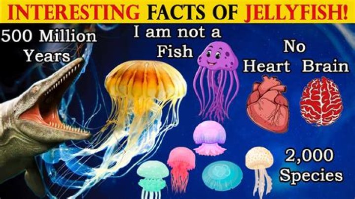 Green Jellÿ Facts