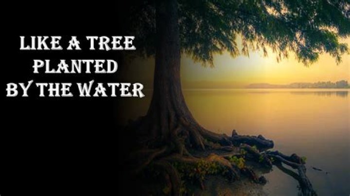 Like a tree planted by the waters lyrics