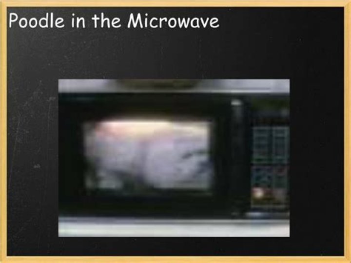 Poodle in the microwave lyrics
