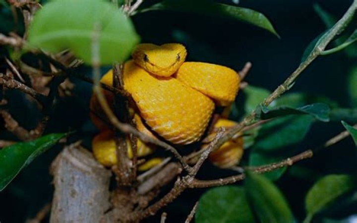 Significado de Oropel de Zoé