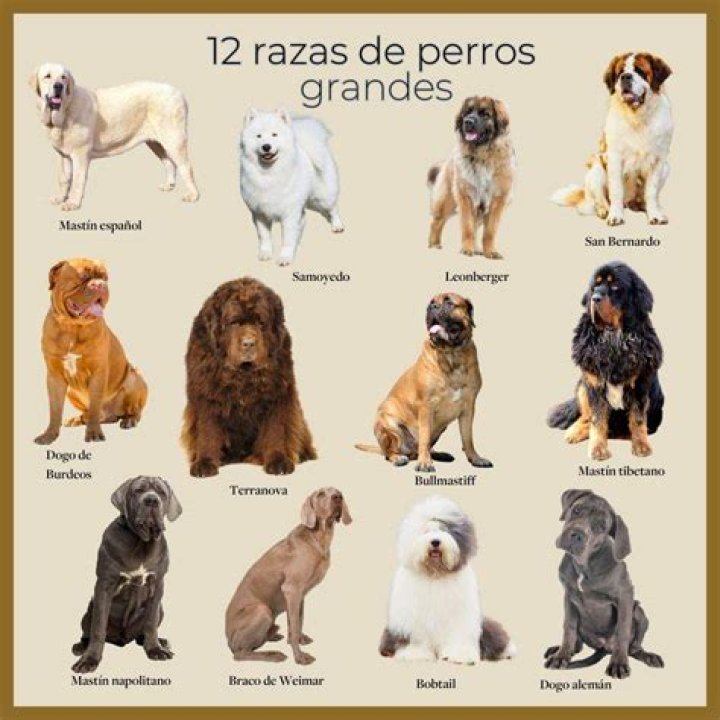 Significado de Perro De Cadena de Regulo Caro