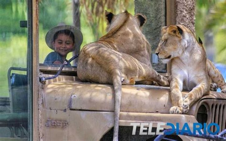 Significado de SAFARI de Daniel Vincent