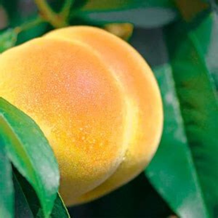 Significato di Durazno di Soires Naes