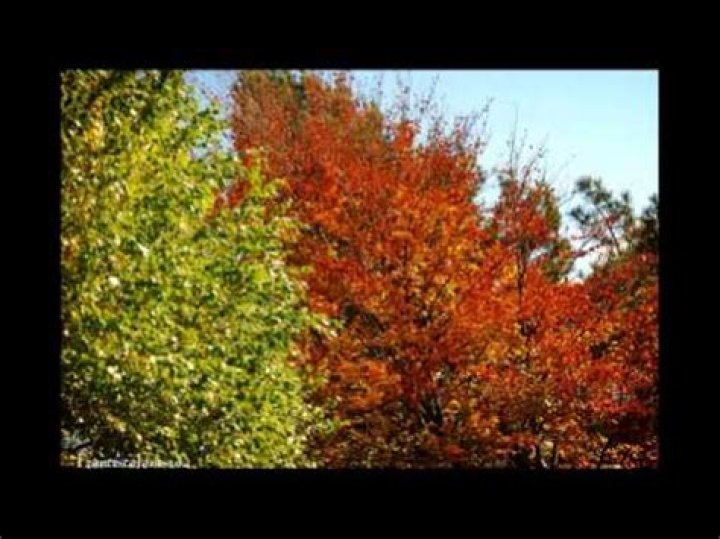 The Meaning Behind The Song: Autumn Song by Van Morrison