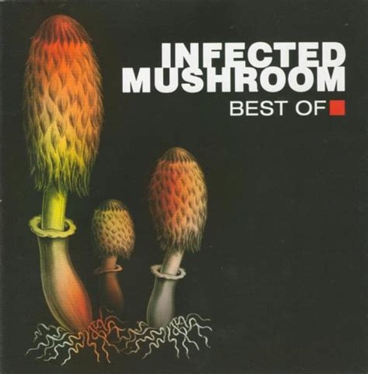 The Meaning Behind The Song: Becoming Insane by Infected Mushroom