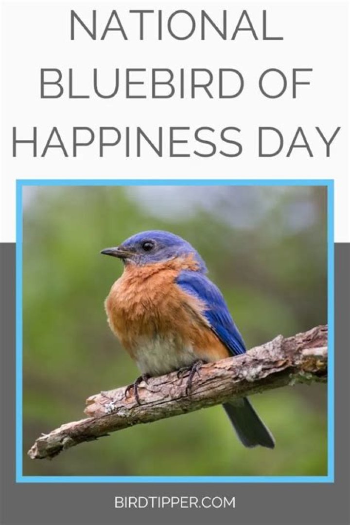 The Meaning Behind The Song: Bluebird of Happiness by Little Jimmy Scott