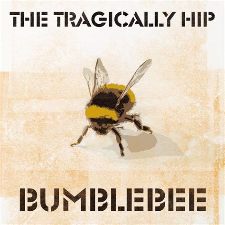 The Meaning Behind The Song: Bumblebee by The Tragically Hip