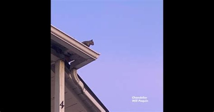 The Meaning Behind The Song: Chandelier by Will Paquin