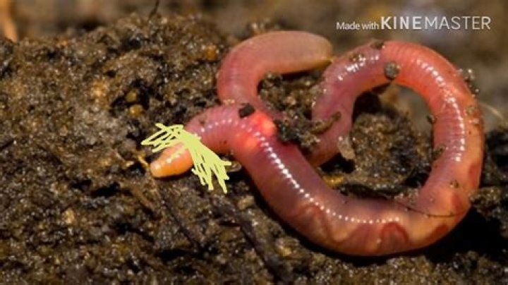 The Meaning Behind The Song: Earthworm Sally Theme Song by AlbertsStuff