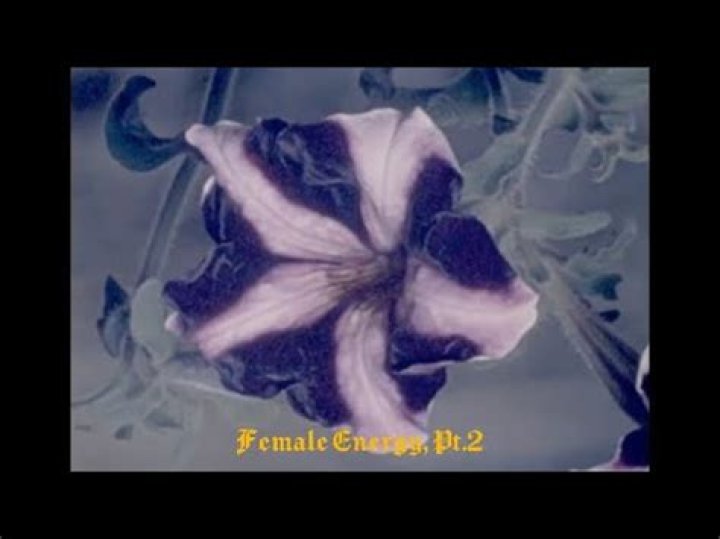 The Meaning Behind The Song: Female Energy; Pt. 2 by Willow