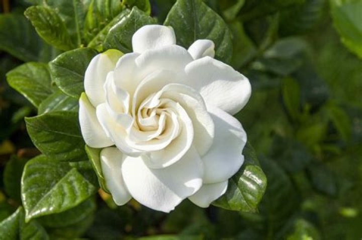 The Meaning Behind The Song: Gardenias from Louis by Diana Ross