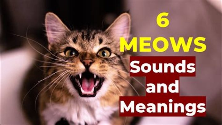 The Meaning Behind The Song: I’m a monkey by The Meows Cats