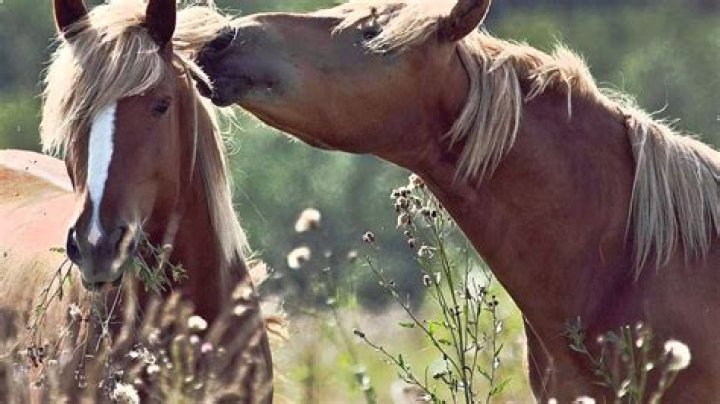 The Meaning Behind The Song: If Heartaches Were Horses by George Strait