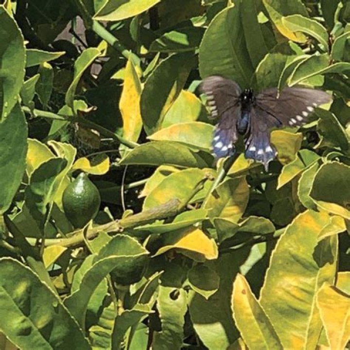 The Meaning Behind The Song: Ode to the Butter Barn by Sad Eyed Beatniks