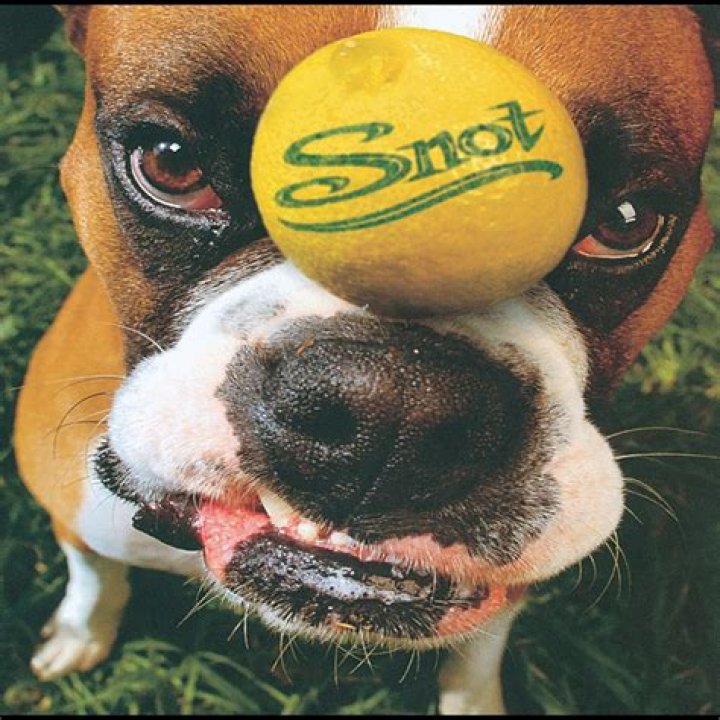 The Meaning Behind The Song: Snot by Snot