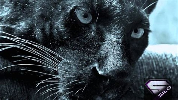 The Meaning Behind The Song: Snudge by Night Panther