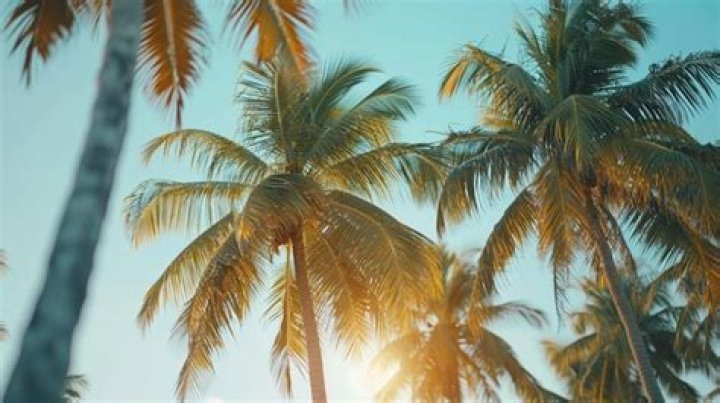 Through the palm trees swaying in the breeze lyrics