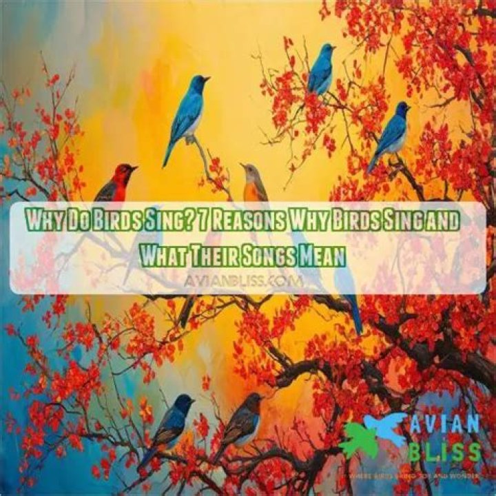 Why do birds sing so well lyrics