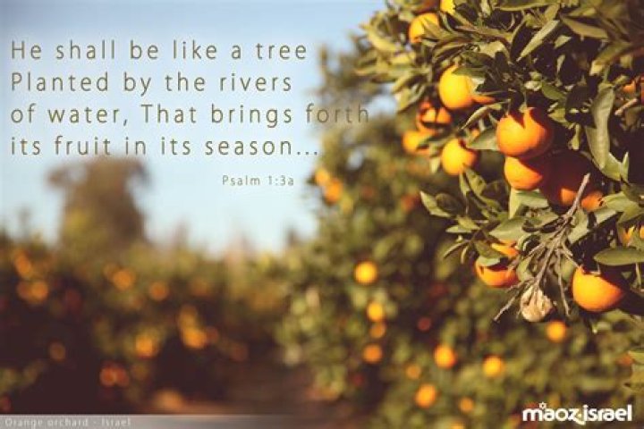 You will be like a tree planted by the water. you will be fruitful lyrics